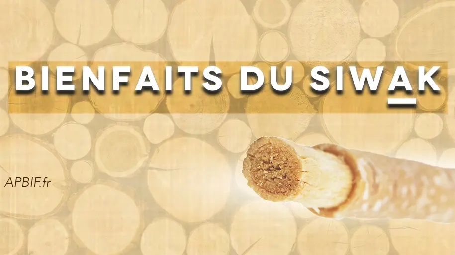 Bienfaits et vertus du Siwak (mis à jour)