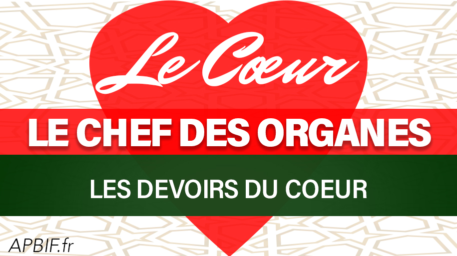 Le cœur, le chef des organes