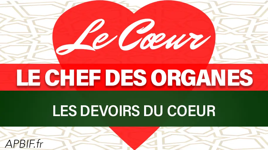 Le cœur, le chef des organes